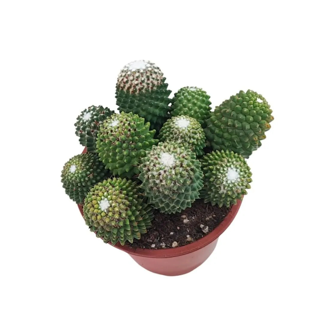 Dettaglio superiore della Mammillaria Toluca con spine bianche

