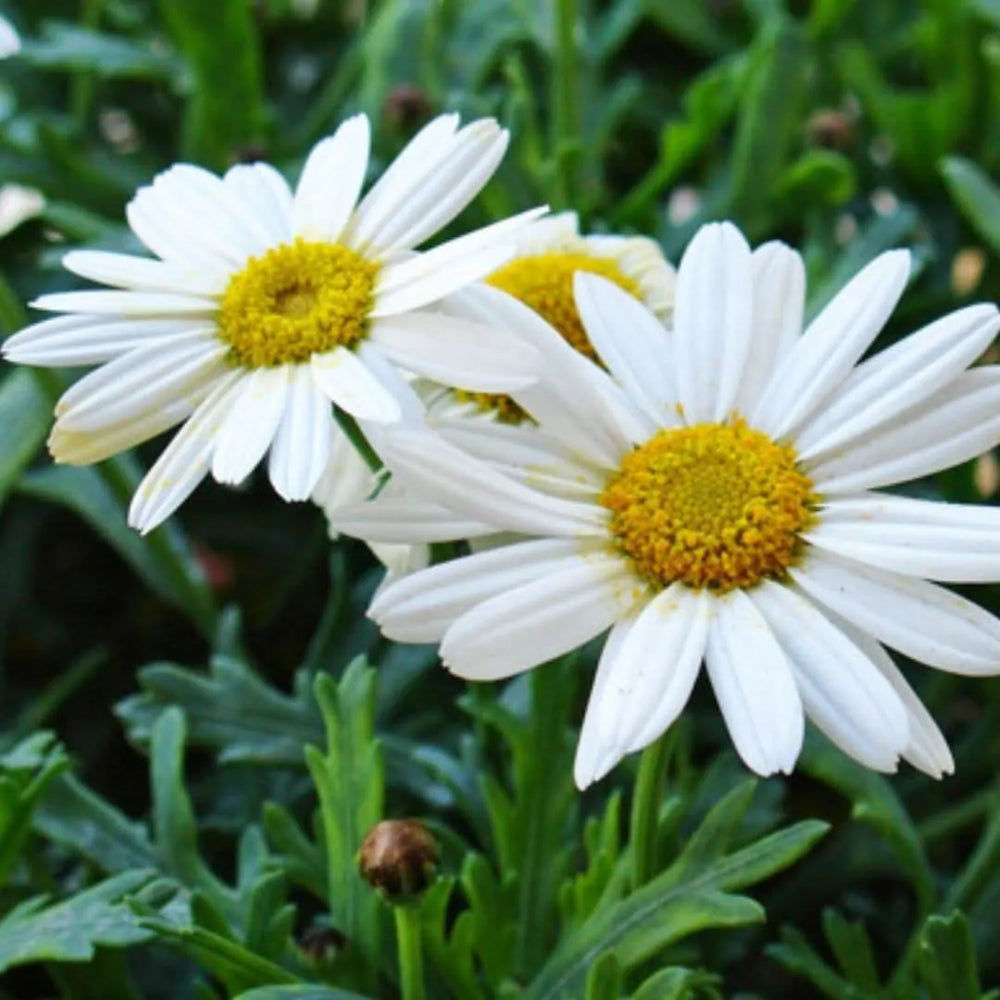 Primo piano fiore di Margherita bianca con centro giallo