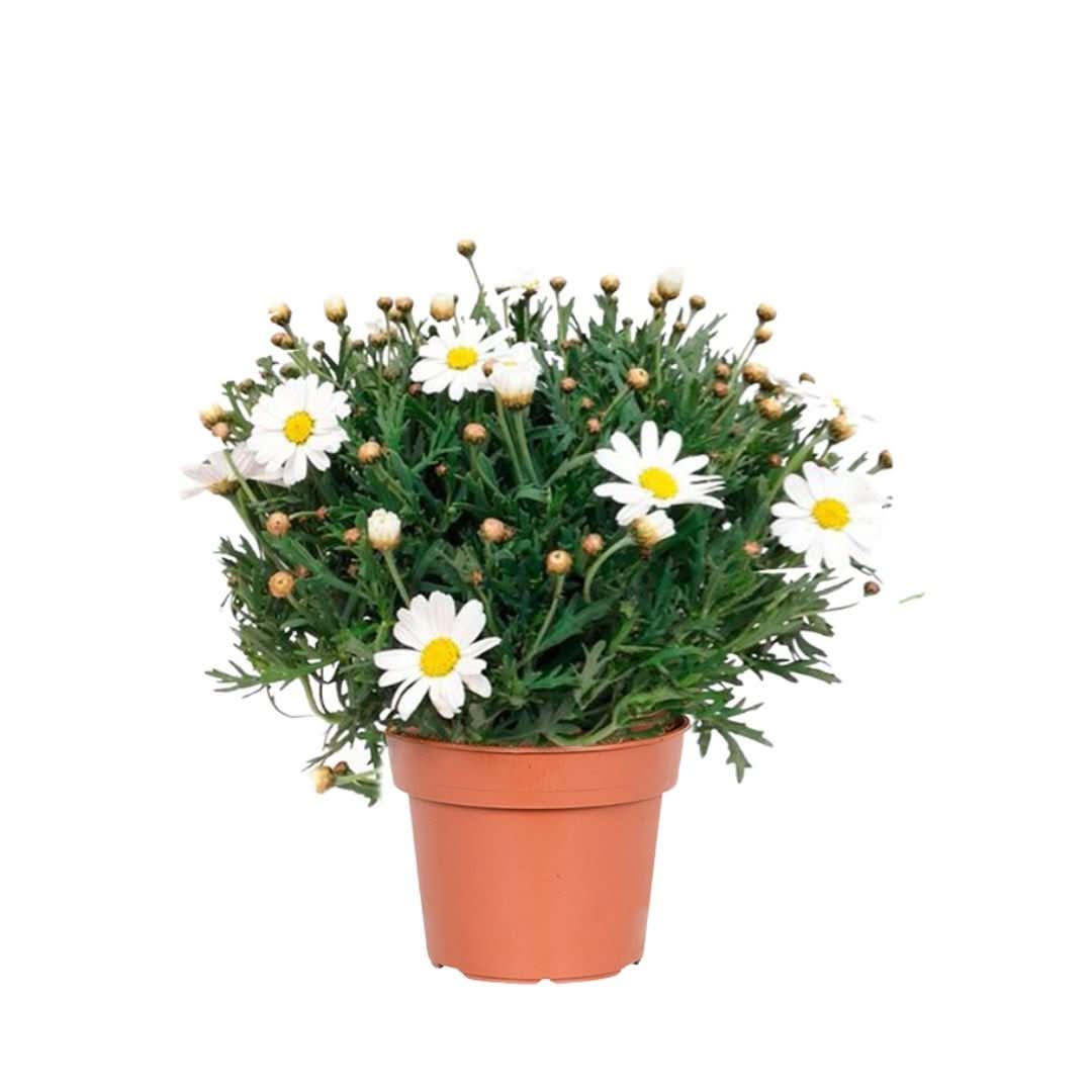 Pianta di Margherita in vaso Ø14 cm – vista singola

