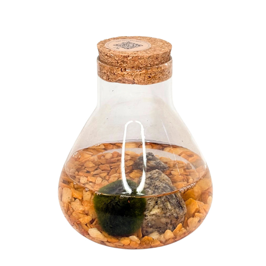 Marimo in vaso di vetro con ciottoli e tappo in sughero, vista frontale

