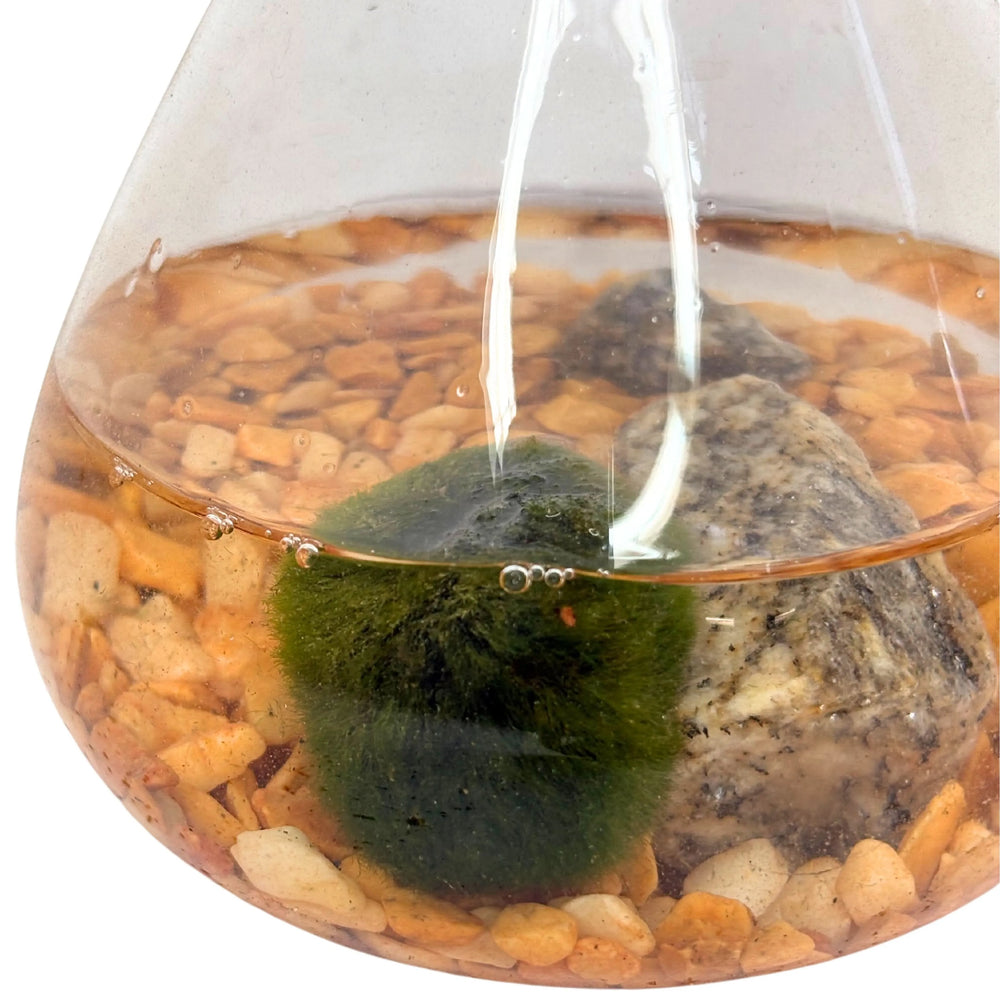 Dettaglio del Marimo in acqua con pietra decorativa e sassolini

