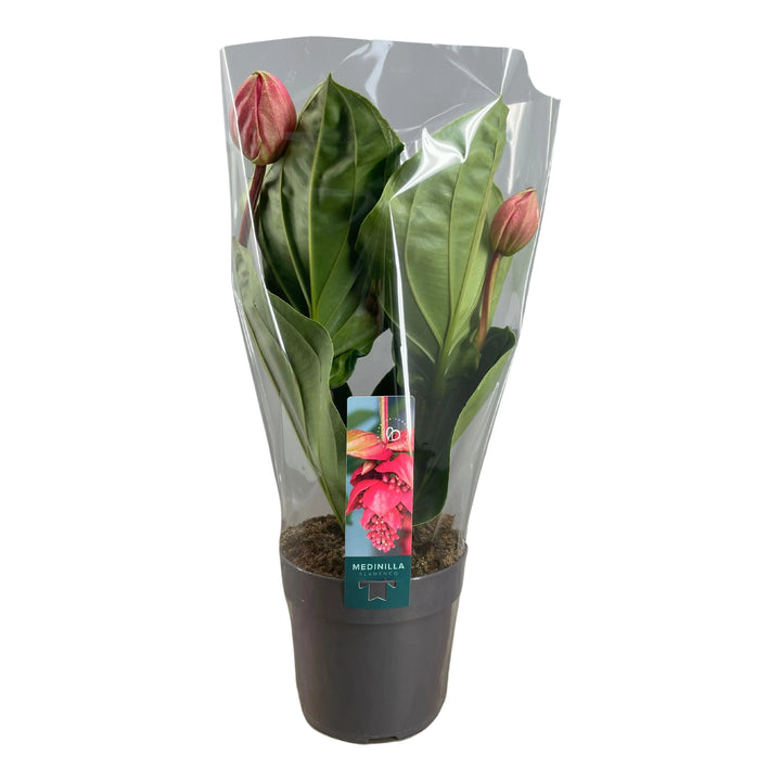 Pianta Medinilla magnifica, in confezione elegante 