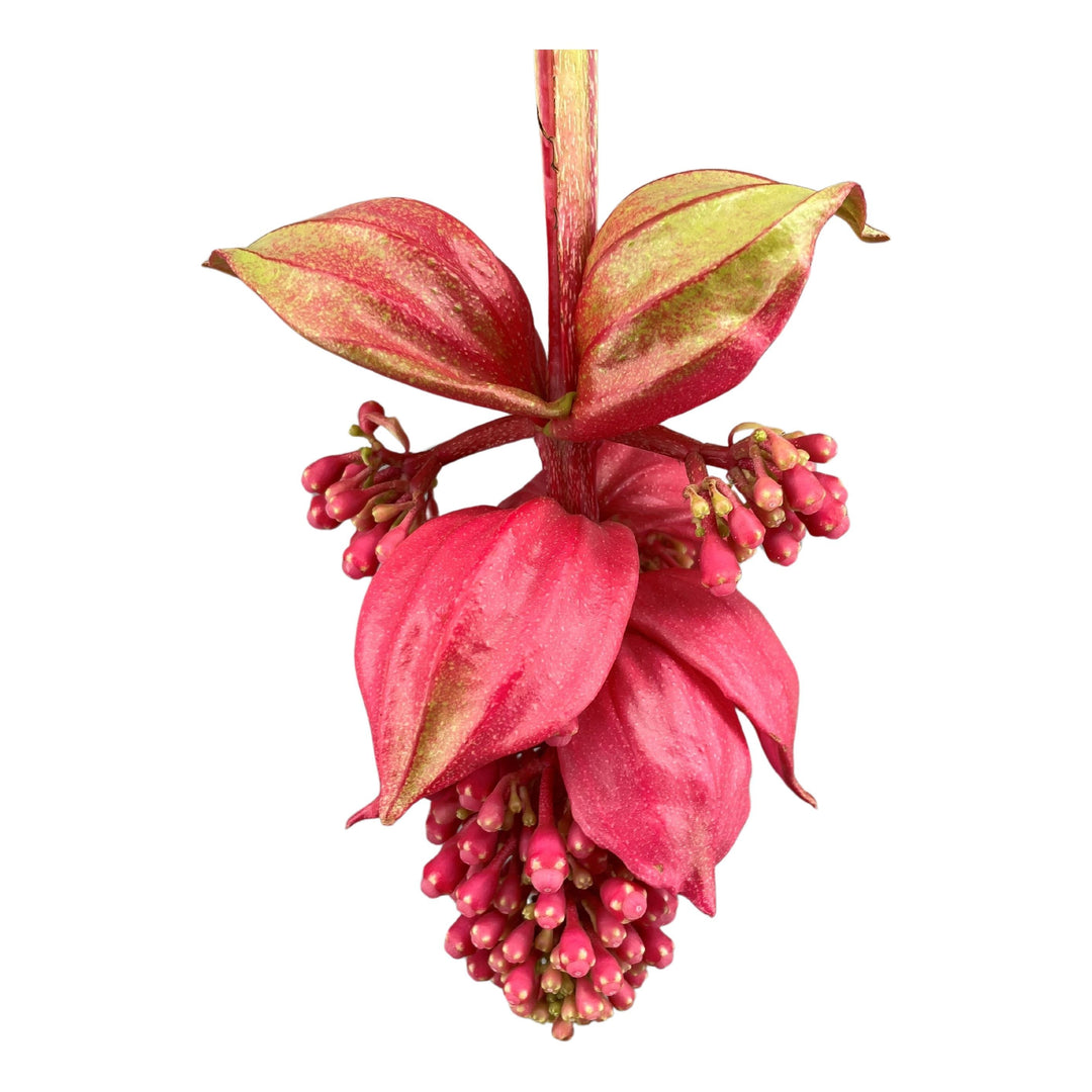 Dettaglio dei fiori rosa a grappolo della Medinilla magnifica