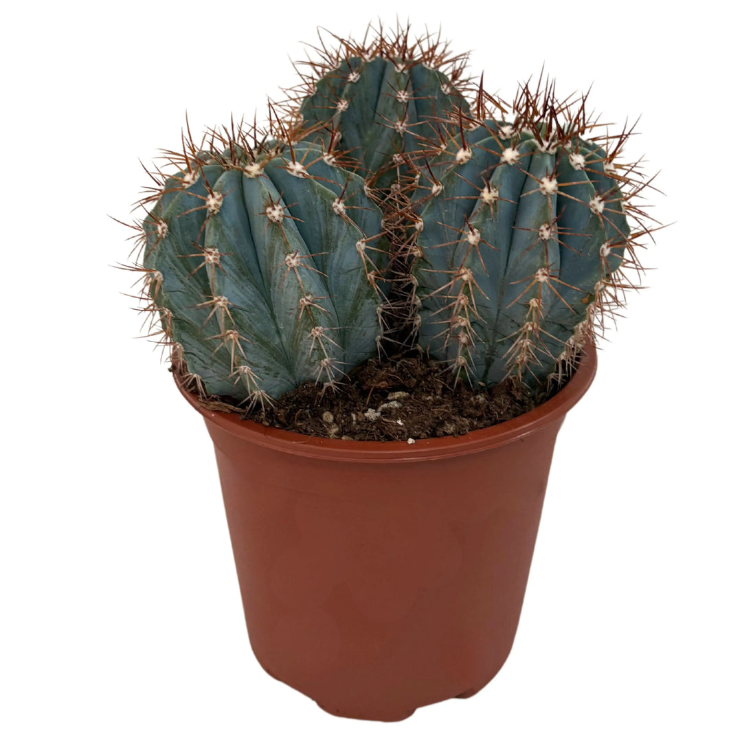 Primo piano di Melocactus Azureus in vaso da 17 cm con fusto verde-azzurro e spine lunghe

