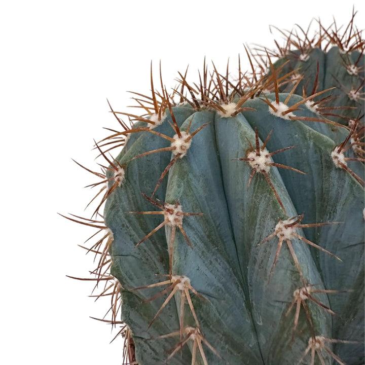 Dettaglio ravvicinato delle costolature del Melocactus Azureus con spine radiali e areole lanose


