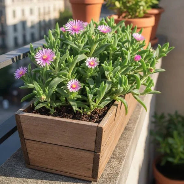 Mesembryanthemum pianta succulenta fiorita con fiori rosa in fioriera di legno su balcone