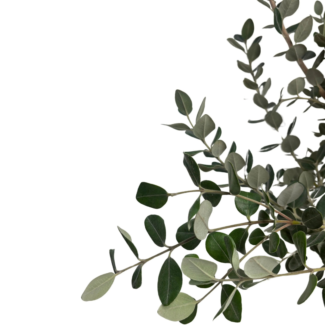 Dettaglio fogliame grigio-verde della Metrosideros Excelsa

