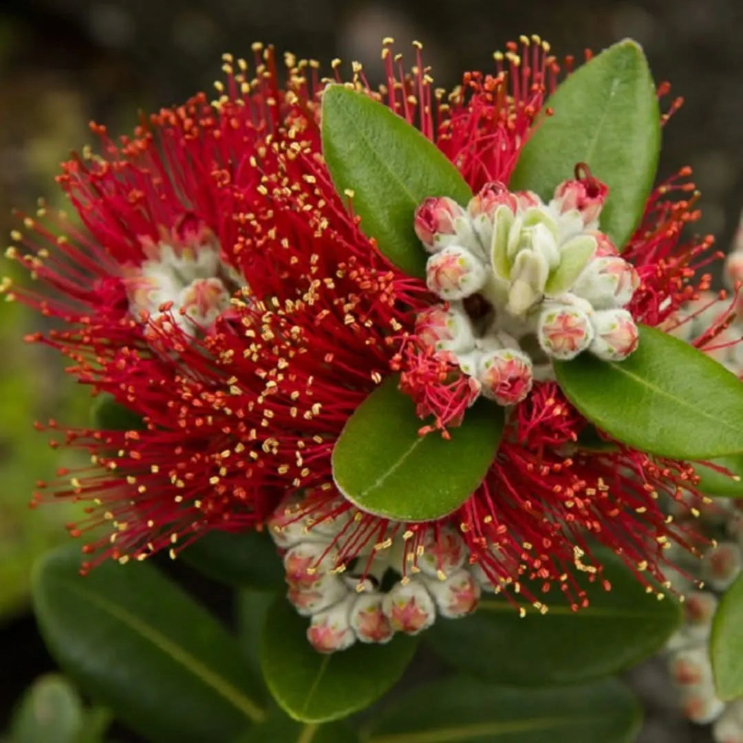Fiore rosso a pennacchio della Metrosideros Excelsa in fioritura

