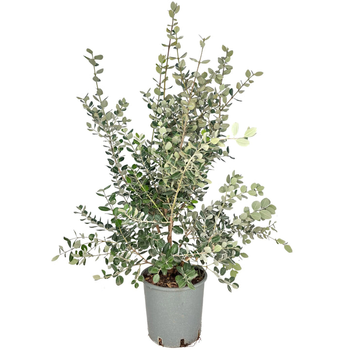 Pianta Metrosideros Excelsa in vaso da 24 cm, altezza 120 cm

