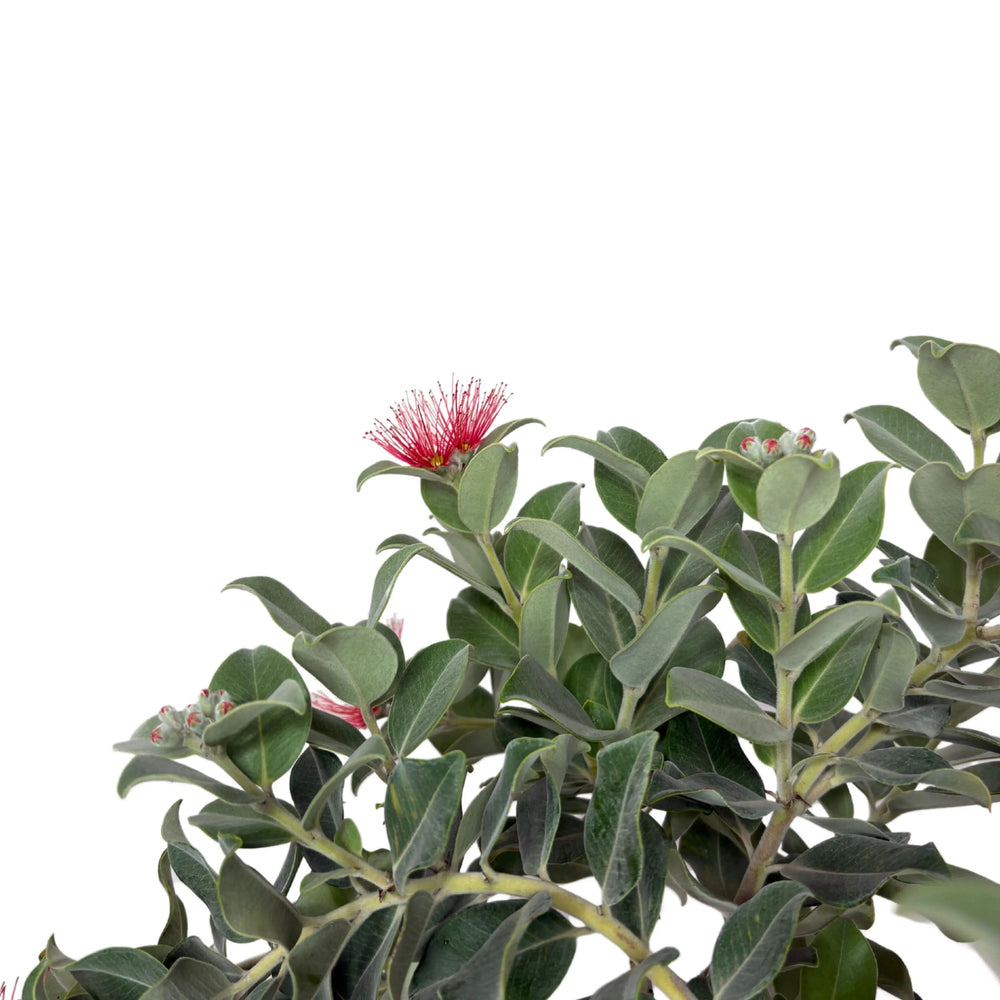 Dettaglio del fiore rosso del Metrosideros Thomasi tra le foglie verdi

