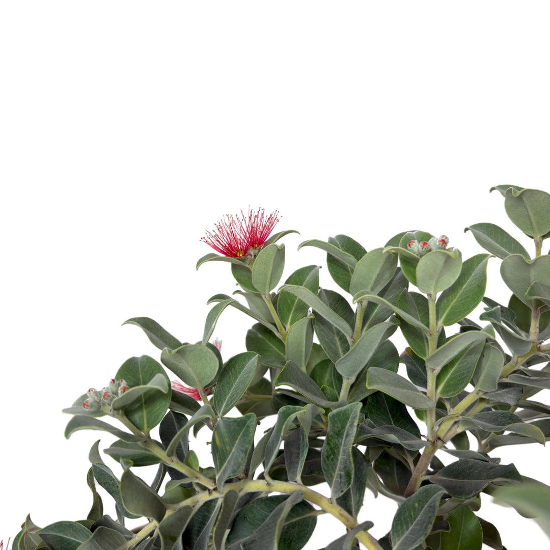 Dettaglio del fiore rosso del Metrosideros Thomasi tra le foglie verdi

