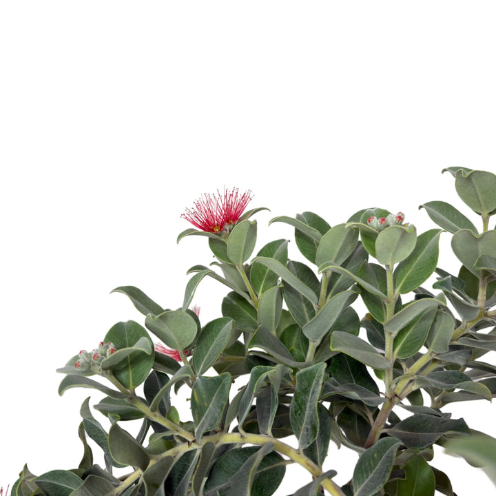 Dettaglio del fiore rosso del Metrosideros Thomasi tra le foglie verdi

