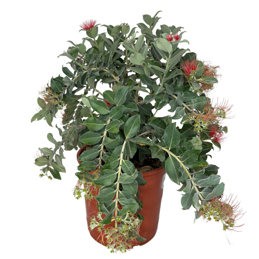 Pianta Metrosideros Thomasi in vaso da 24 cm, altezza 55 cm, con fogliame verde e fiori rossi