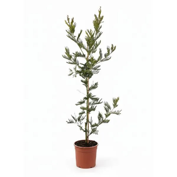 Mimosa acacia dealbata pianta in vaso con rami sottili e foglie verdi su sfondo bianco