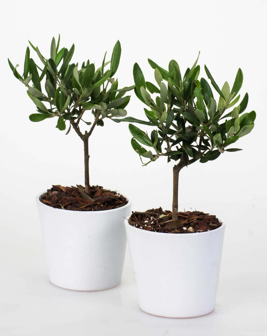 Mini Bonsai Olivo in vaso ceramica Bianco - i Giardini di Giulia