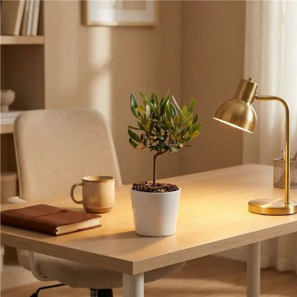 Mini bonsai olivo su scrivania home office in legno con lampada dorata e luce calda