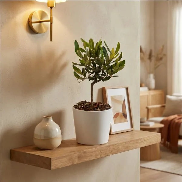 Mini bonsai olivo su mensola in legno con applique dorata e decorazioni moderne