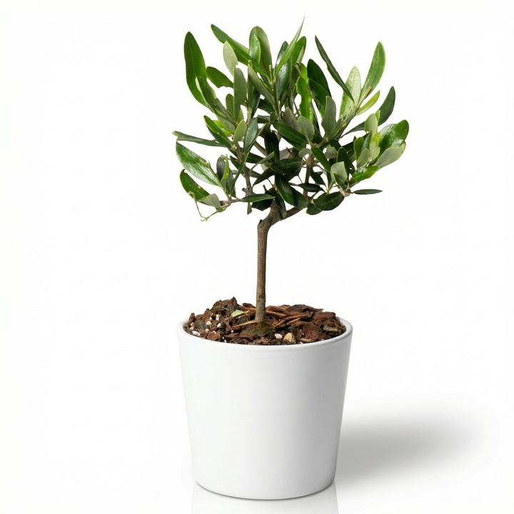 Mini bonsai olivo in vaso ceramica bianco 20cm su sfondo bianco da studio fotografico