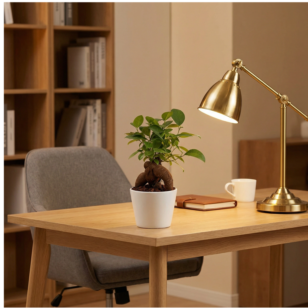 Mini ficus ginseng bonsai su scrivania home office con lampada dorata e luce calda
