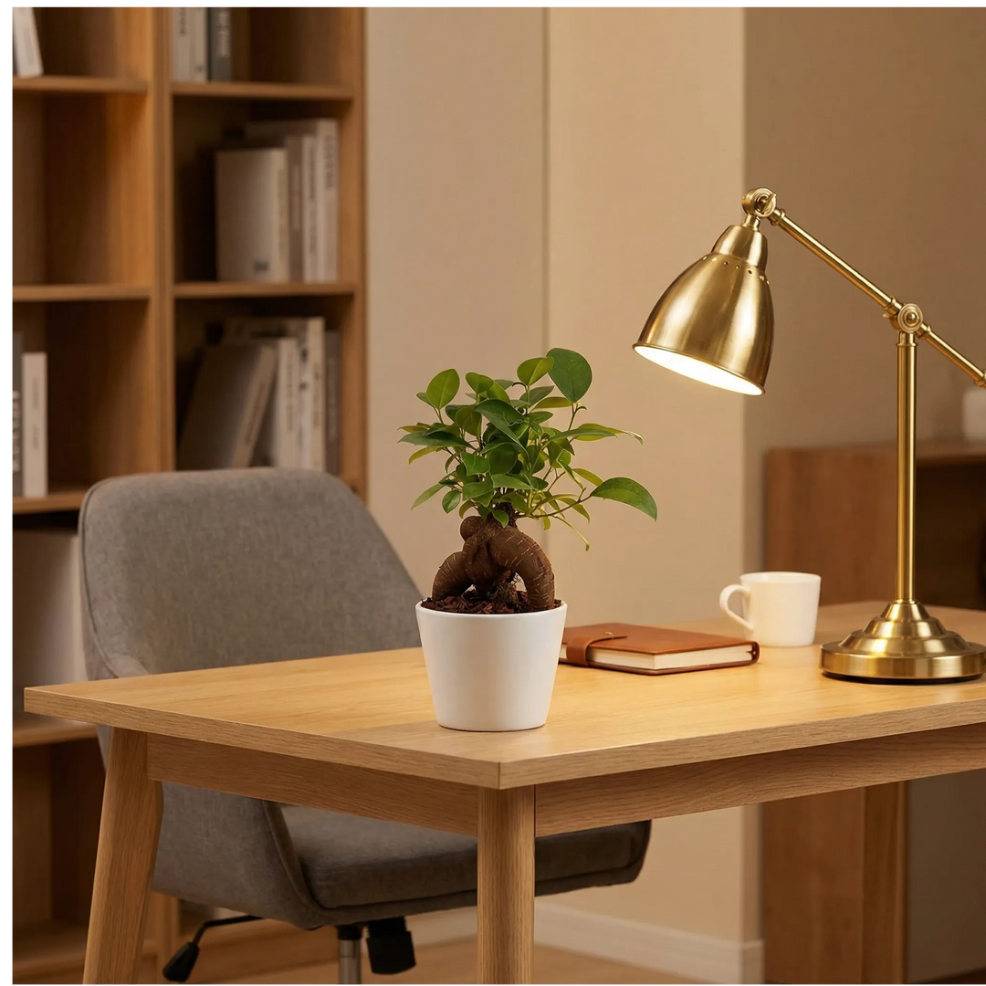 Mini ficus ginseng bonsai su scrivania home office con lampada dorata e luce calda