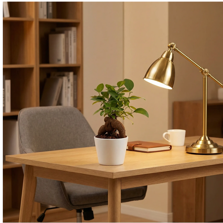 Mini ficus ginseng bonsai su scrivania home office con lampada dorata e luce calda