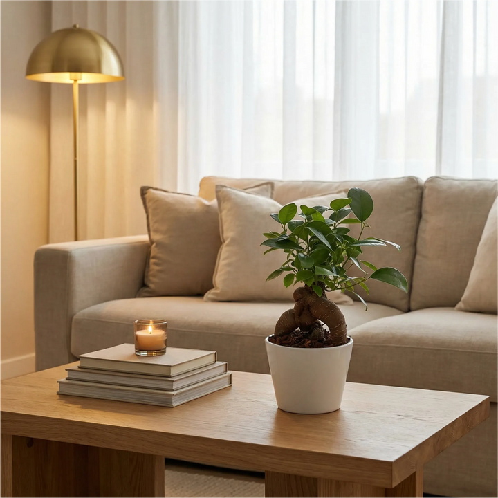 Mini ficus ginseng bonsai su tavolino in rovere in soggiorno moderno con luce calda