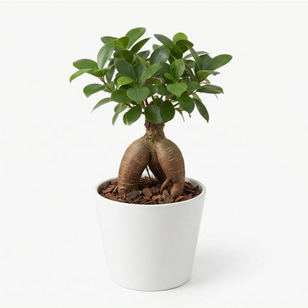 Mini ficus ginseng bonsai 25cm in vaso ceramica bianco su sfondo bianco studio