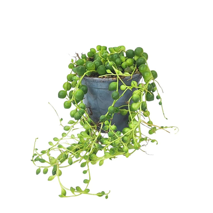 Mini Senecio D. 9 cm