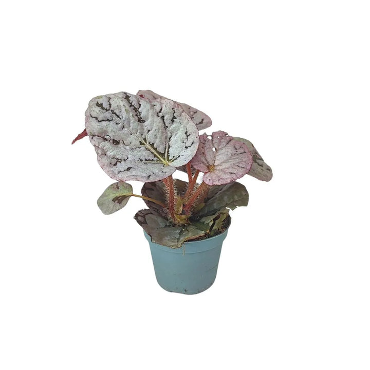 MIni Begonia Beleaf
