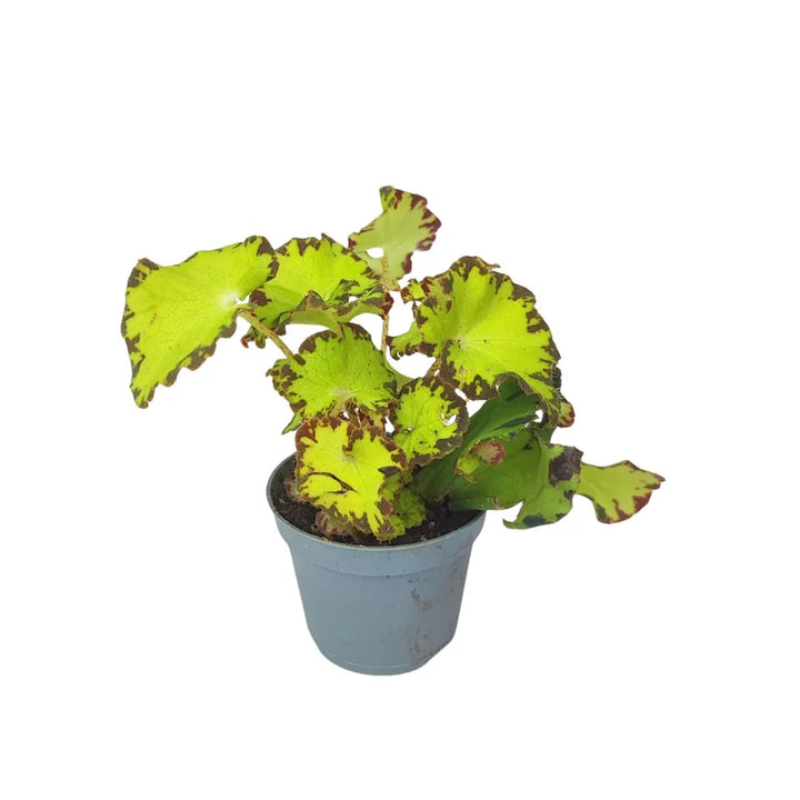 MIni Begonia Beleaf