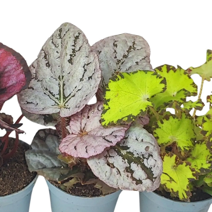 MIni Begonia Beleaf
