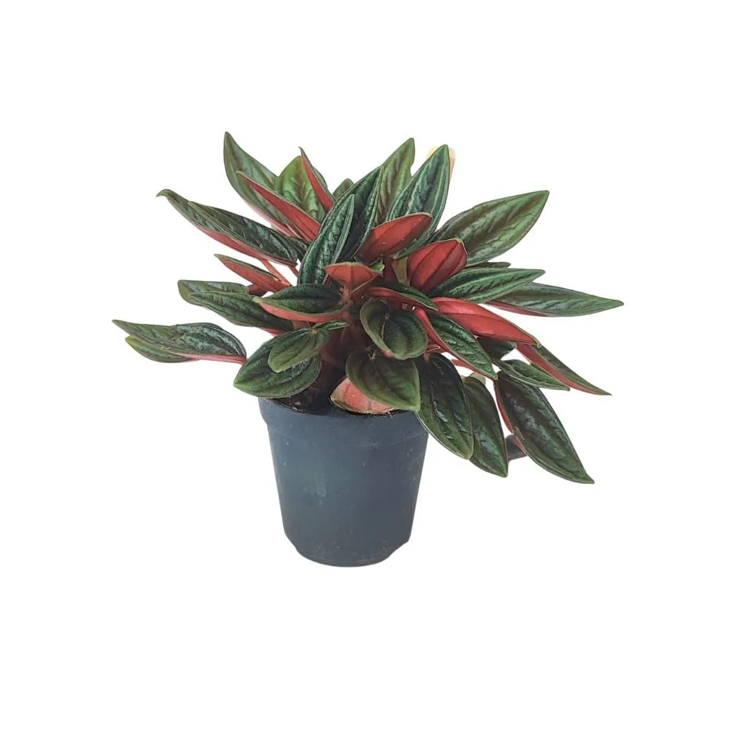 Peperomia in vaso nero con foglie allungate, verde scuro nella parte superiore e rosso intenso nella pagina inferiore, disposte in forma compatta e leggermente ricadente.