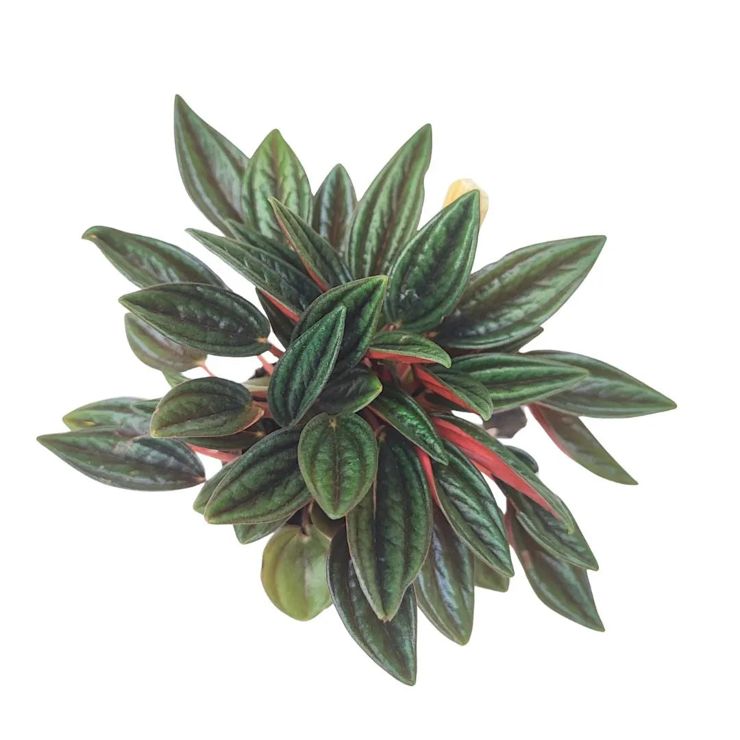 Vista dall’alto di una Peperomia con foglie ovali, lucide e carnose, di colore verde scuro con venature marcate e sfumature rosso-bordeaux nella parte inferiore.