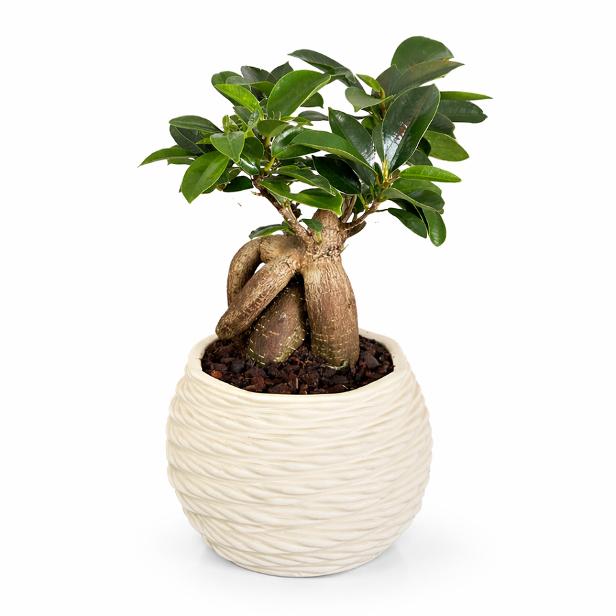 immagine di un bonsai messo in un vaso di ceramica bianca 