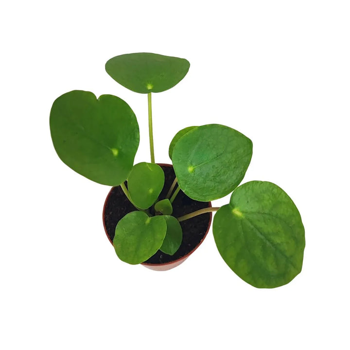 Giovane pianta di Pilea Peperomioides in un vaso di plastica marrone, con diversi steli verticali che sorreggono foglie tonde e verdi, fotografata su sfondo bianco.