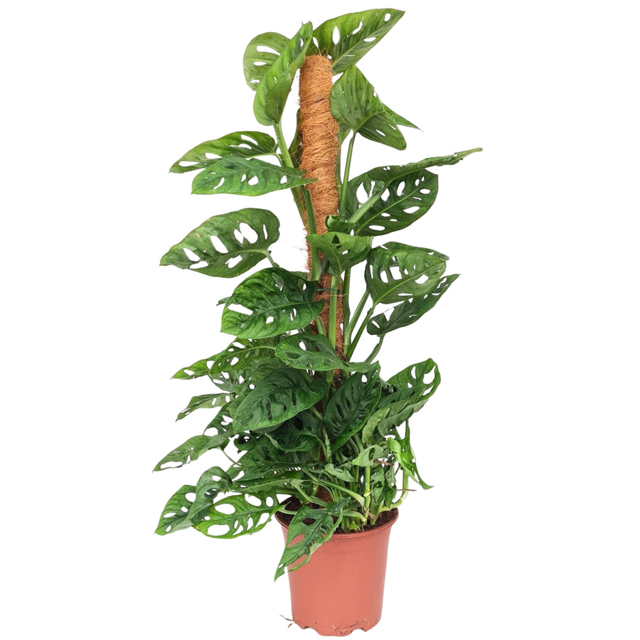 Pianta Monstera Adansonii con tutore in fibra di cocco, ideale per arredare ambienti interni in stile tropicale