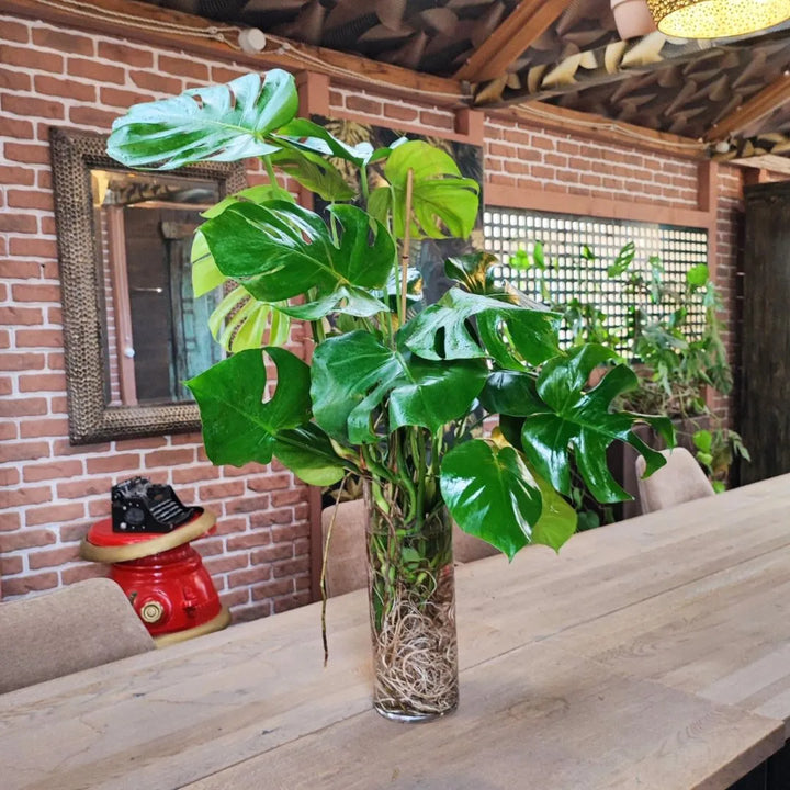 Monstera in idrocoltura collocata su tavolo in ambiente arredato con mattoni a vista.