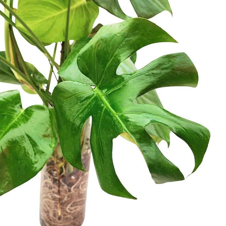 Primo piano di una foglia verde lucido con profondi intagli