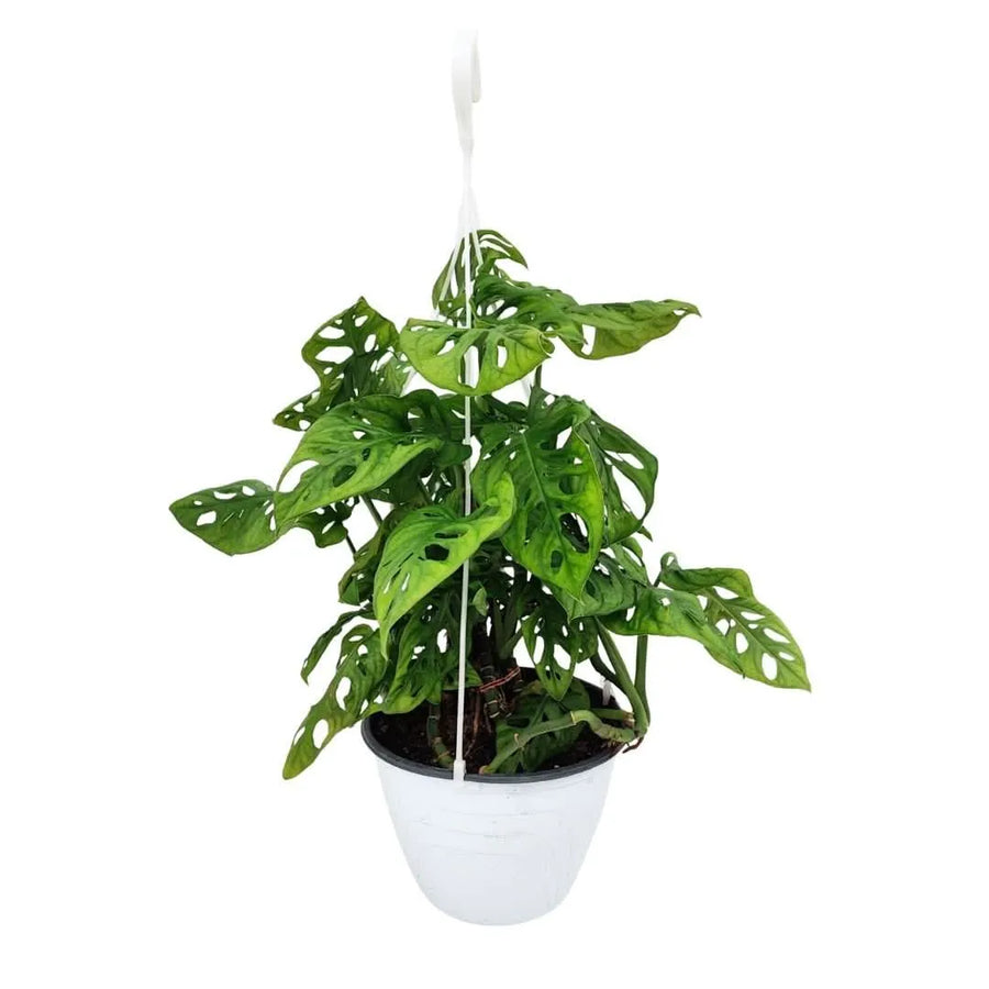 Monstera Monkey BSK D.18 H.50 - i Giardini di Giulia