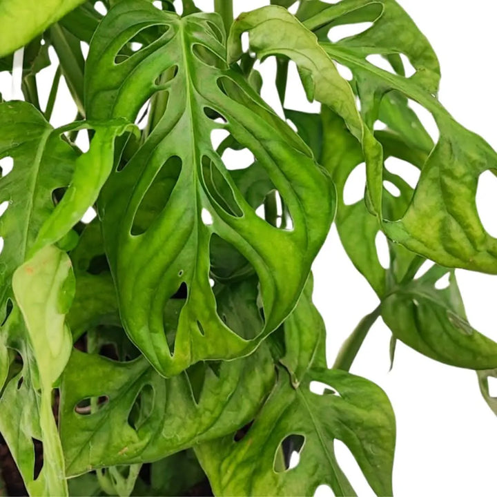 Monstera Monkey BSK D.18 H.50 - i Giardini di Giulia