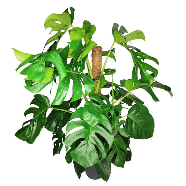 Monstera (Pertusum Grp) Mosspole altezza pianta 120 cm diametro vaso 24 cm - i Giardini di Giulia