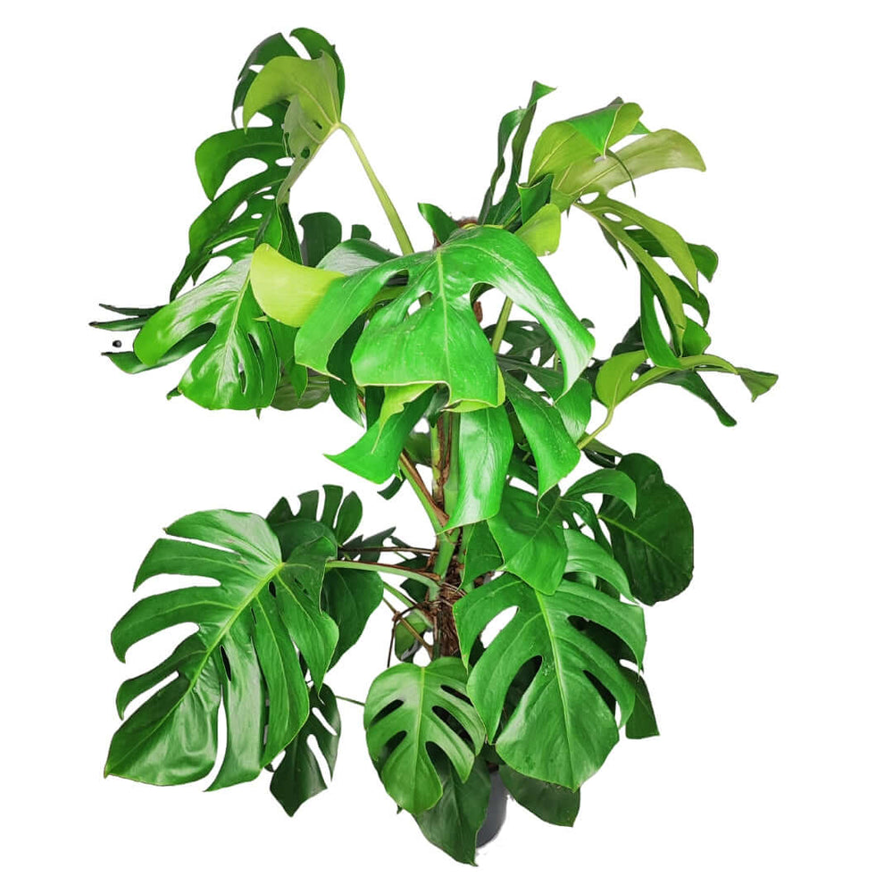 Monstera (Pertusum Grp) Mosspole altezza pianta 120 cm diametro vaso 24 cm - i Giardini di Giulia