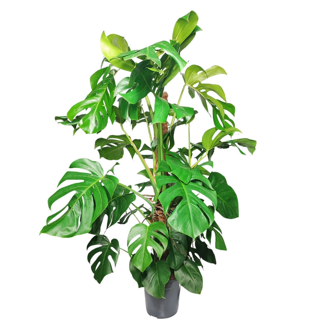 Monstera (Pertusum Grp) Mosspole altezza pianta 120 cm diametro vaso 24 cm - i Giardini di Giulia