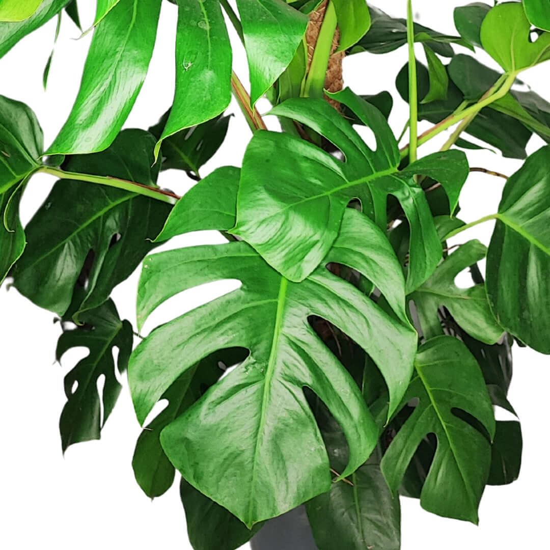 Monstera (Pertusum Grp) Mosspole altezza pianta 120 cm diametro vaso 24 cm - i Giardini di Giulia