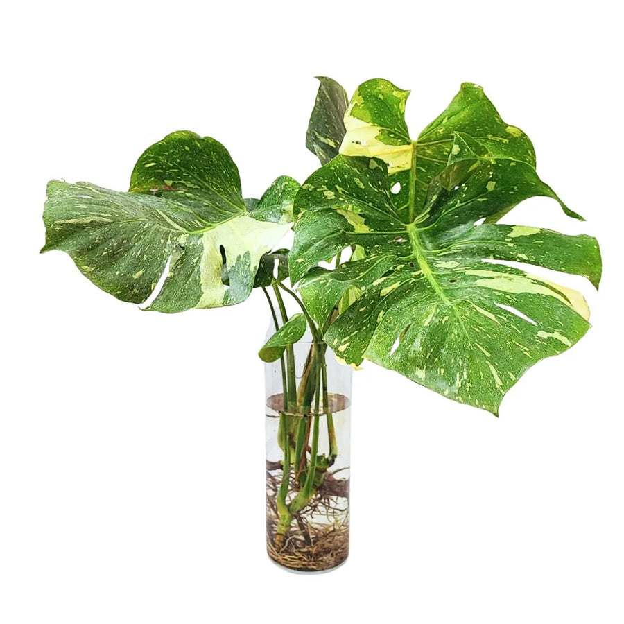 Foglie grandi variegate verde e crema in vaso trasparente con radici immerse in acqua.