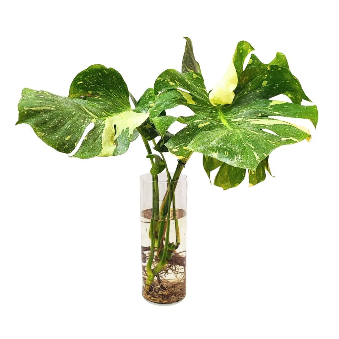 Pianta con foglie variegate in vaso trasparente con radici visibili immerse in acqua.
