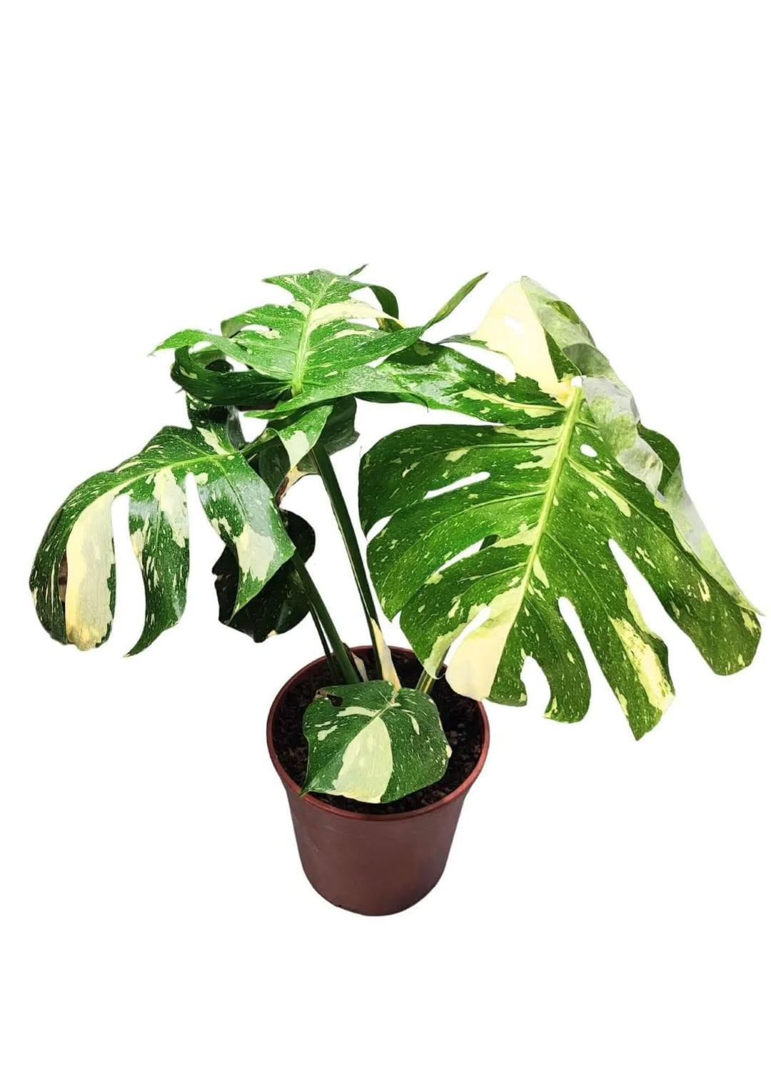 Vista frontale di Monstera Thai Constellation con fogliame bianco-verde