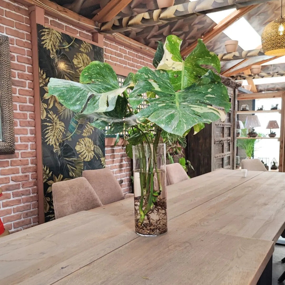 Vaso trasparente con pianta dalle foglie variegate posizionato su tavolo in legno in ambiente arredato.