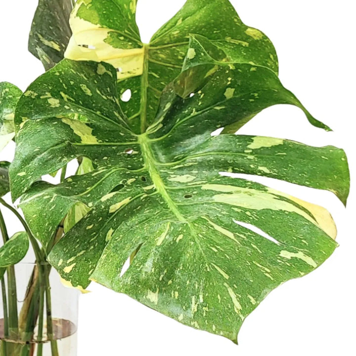 Dettaglio di una grande foglia variegata verde e crema con bordi irregolari.