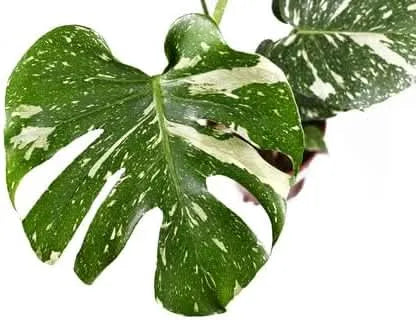 Foglia di Monstera Thai Constellation con variegatura screziata bianco-verde